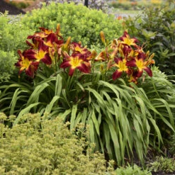Rainbow Rhythm® 'Ruby Spider' Daylily 3 Rainbow Rhythm® 'Ruby Spider' Daylily -Great Garden Plants Shop be1d5040b93ab3c3d17912438725ba88