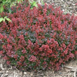 Sunjoy® Mini Salsa Barberry