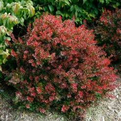 Sunjoy® Mini Salsa Barberry -Great Garden Plants Shop berberis sunjoy mini salsa barberry 3