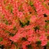 Sunjoy® Tangelo™ Barberry