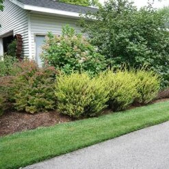 Cesky Gold® Dwarf Birch -Great Garden Plants Shop betula cesky gold 1 P sw