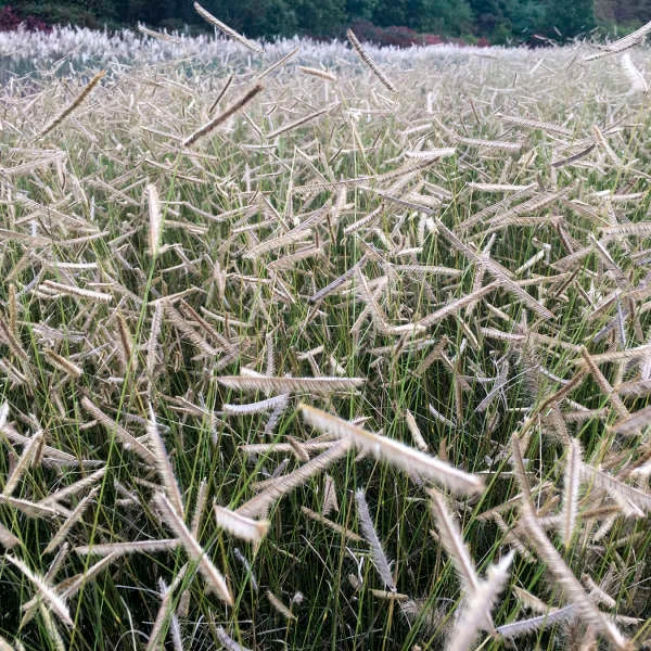 'Blonde Ambition' Blue Grama Grass 'Blonde Ambition' Blue Grama Grass -Great Garden Plants Shop blonde ambition blue grama grass 1