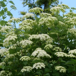 Blue Muffin® Arrowwood Viburnum -Great Garden Plants Shop bluemuffin4