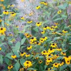 Brown-Eyed Susan (Rudbeckia) -Great Garden Plants Shop brown eyed susan 3