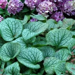 'Jack Frost' Siberian Bugloss -Great Garden Plants Shop brunnera jack frost 6