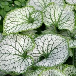 'Jack Frost' Siberian Bugloss -Great Garden Plants Shop brunnera jack frost 7