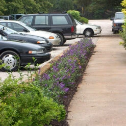 Lo & Behold® 'Blue Chip' Butterfly Bush -Great Garden Plants Shop buddleia lo behold blue chip 2 P