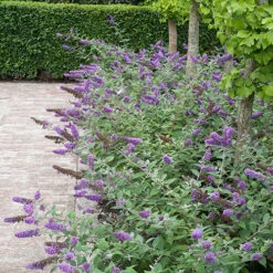 Lo & Behold® 'Blue Chip' Butterfly Bush -Great Garden Plants Shop buddleia lo behold blue chip 6 P