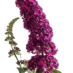 'Miss Molly' Butterfly Bush -Great Garden Plants Shop buddleia miss molly butterfly bush 2