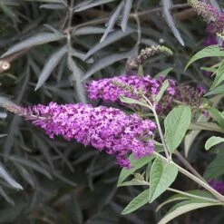 'Miss Ruby' Butterfly Bush -Great Garden Plants Shop buddleia miss ruby 4 P