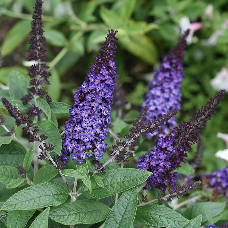 Pugster Blue® Butterfly Bush Pugster Blue® Butterfly Bush -Great Garden Plants Shop buddleia pugster blue butterfly bush 1