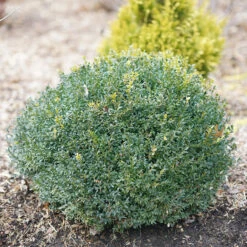 North Star® Boxwood -Great Garden Plants Shop buxus north star 1