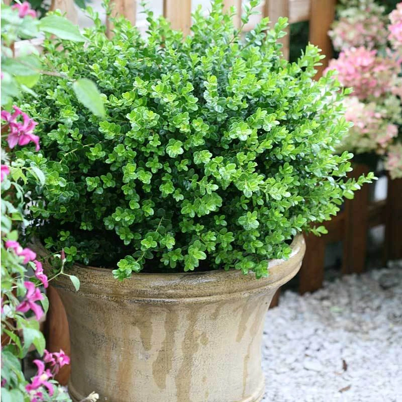 Sprinter® Boxwood Sprinter® Boxwood -Great Garden Plants Shop buxus sprinter boxwood 1