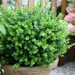 Sprinter® Boxwood 4 Sprinter® Boxwood -Great Garden Plants Shop buxus sprinter boxwood 2