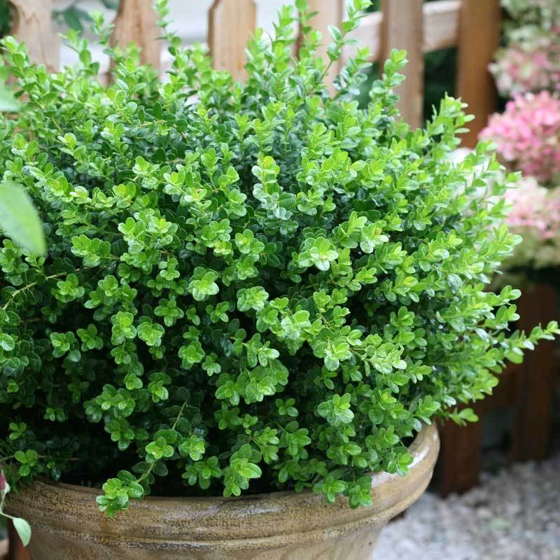Sprinter® Boxwood Sprinter® Boxwood -Great Garden Plants Shop buxus sprinter boxwood 2