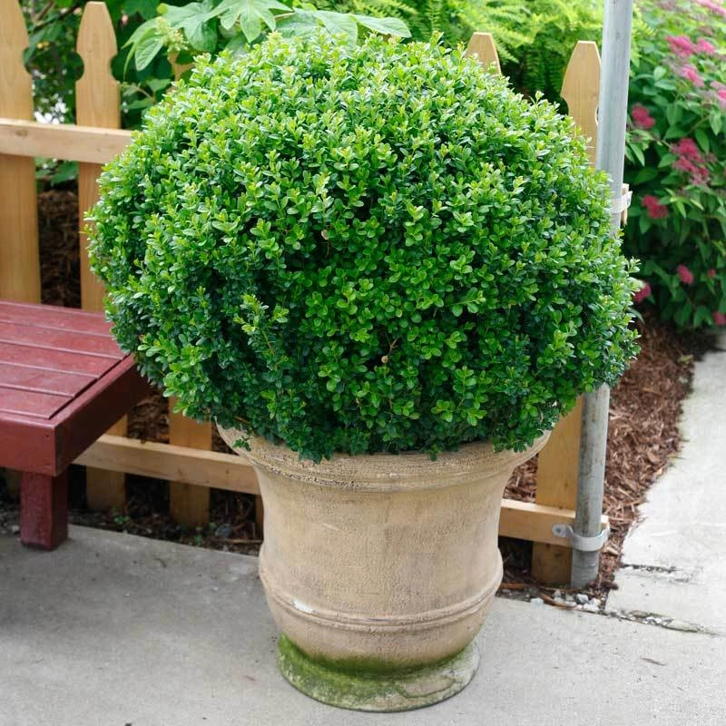 Sprinter® Boxwood Sprinter® Boxwood -Great Garden Plants Shop buxus sprinter boxwood 4