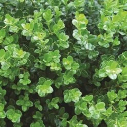 Sprinter® Boxwood 3 Sprinter® Boxwood -Great Garden Plants Shop buxus sprinter boxwood 5