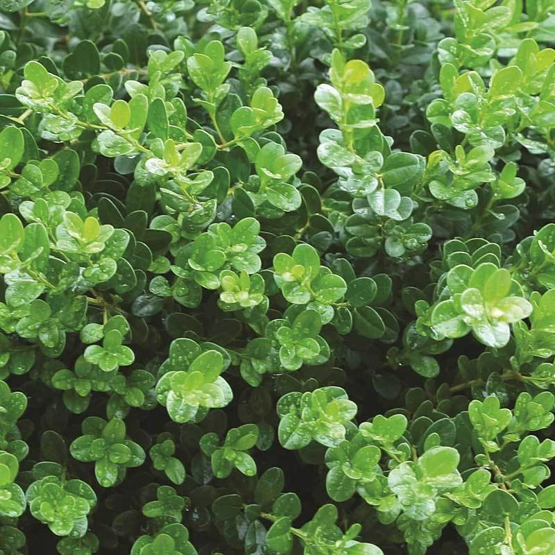 Sprinter® Boxwood Sprinter® Boxwood -Great Garden Plants Shop buxus sprinter boxwood 5