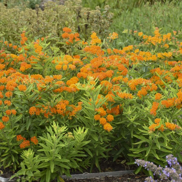 Orange Milkweed Orange Milkweed -Great Garden Plants Shop c3d10921168a560471ba8f01d325ee6e