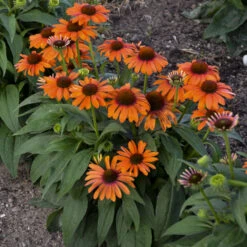 Color Coded™ 'Orange You Awesome' Coneflower -Great Garden Plants Shop c54e5321f196c5503f4a0283b86ec6c7