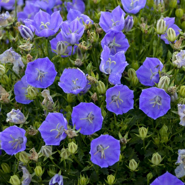 'Rapido Blue' Bellflower 'Rapido Blue' Bellflower -Great Garden Plants Shop c98fcb9f94737888c0ff764a56fa0317