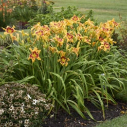 Rainbow Rhythm® 'Tiger Swirl' Daylily -Great Garden Plants Shop ca7538716e1824a1bce7d6e6229ae043
