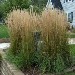 'Karl Foerster' Feather Reed Grass -Great Garden Plants Shop calamagrostis karl foerster feather reed grass 3 sw