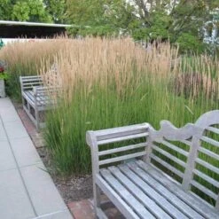 'Karl Foerster' Feather Reed Grass -Great Garden Plants Shop calamagrostis karl foerster feather reed grass 6 sw