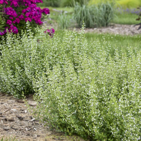 Calamint Calamint -Great Garden Plants Shop calamint catmint 3
