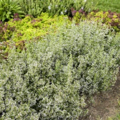 Calamint 3 Calamint -Great Garden Plants Shop calamint catmint 4