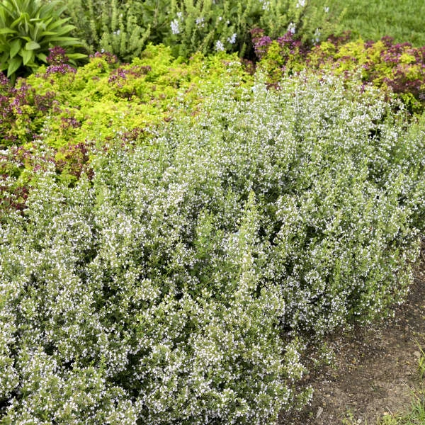 Calamint Calamint -Great Garden Plants Shop calamint catmint 4