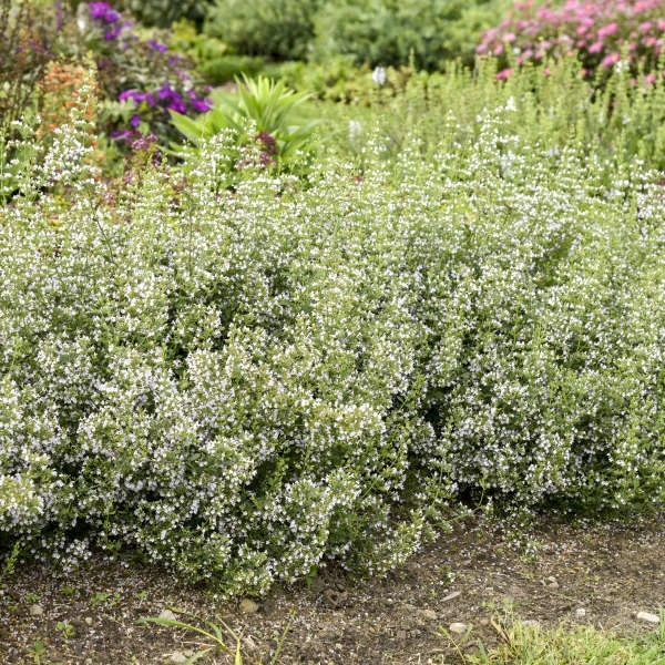 Calamint Calamint -Great Garden Plants Shop calamint catmint