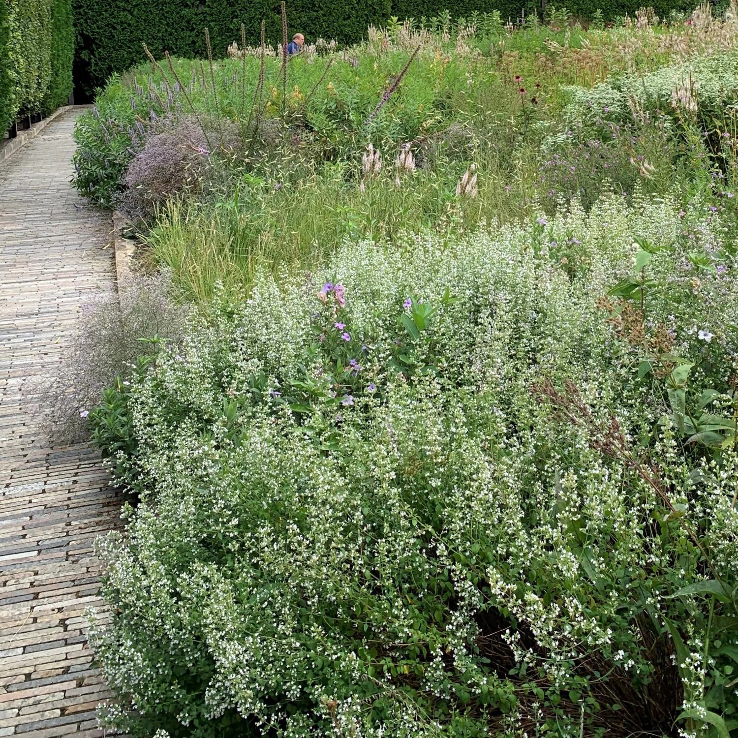 Calamint Calamint -Great Garden Plants Shop calamint lurie garden chicago august