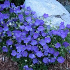 'Rapido Blue' Bellflower 2 'Rapido Blue' Bellflower -Great Garden Plants Shop campanula rapido blue 1