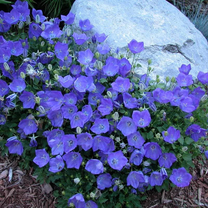 'Rapido Blue' Bellflower 'Rapido Blue' Bellflower -Great Garden Plants Shop campanula rapido blue 1