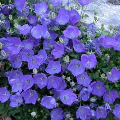 'Rapido Blue' Bellflower 3 'Rapido Blue' Bellflower -Great Garden Plants Shop campanula rapido blue 2