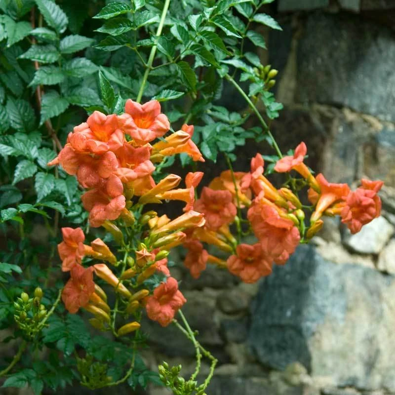 Trumpet Vine Trumpet Vine -Great Garden Plants Shop campsis radicans trumpet creeper 1