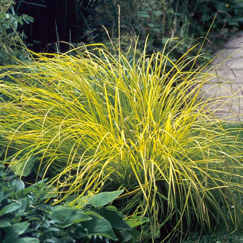 Brighten a Shady Spot Collection Brighten A Shady Spot Collection -Great Garden Plants Shop carex bowles golden 3 846f61fa 4e44 44a6 91d9 8307e52e0dfb