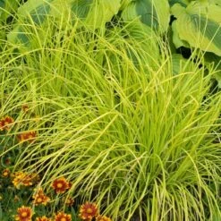 'Bowles Golden' Sedge -Great Garden Plants Shop carex bowles golden 5