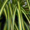 EverColor® 'Eversheen' Sedge