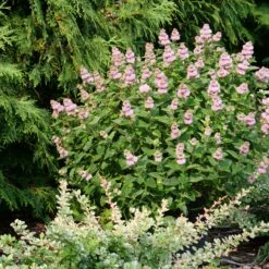 Beyond Pink'd™ Bluebeard -Great Garden Plants Shop caryopteris beyond pinkd 4 sw