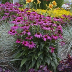 'Purple Emperor' Coneflower -Great Garden Plants Shop cceea3f0f81c56f7094f90475b0e60e8