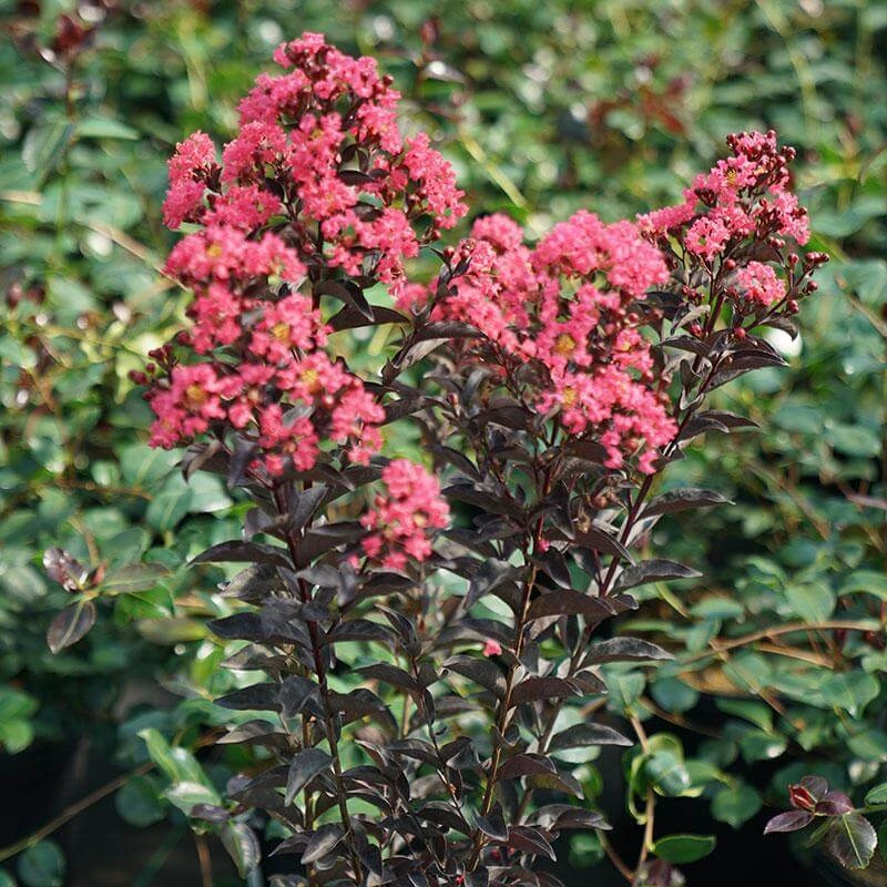 Center Stage® Coral Crapemyrtle Center Stage® Coral Crapemyrtle -Great Garden Plants Shop center stage coral crapemyrtle 1 sw