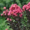 Center Stage® Coral Crapemyrtle