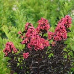 Center Stage® Coral Crapemyrtle 2 Center Stage® Coral Crapemyrtle -Great Garden Plants Shop center stage coral crapemyrtle 3 sw