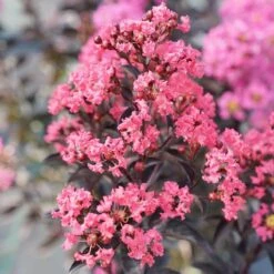 Center Stage® Coral Crapemyrtle 3 Center Stage® Coral Crapemyrtle -Great Garden Plants Shop center stage coral crapemyrtle 4 sw