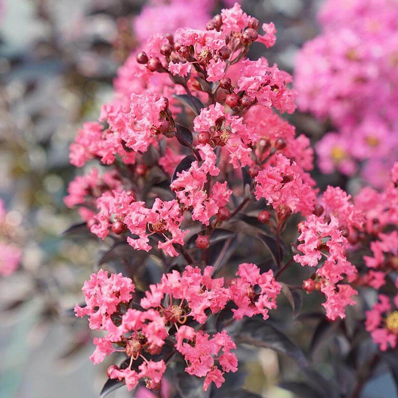 Center Stage® Coral Crapemyrtle Center Stage® Coral Crapemyrtle -Great Garden Plants Shop center stage coral crapemyrtle 4 sw