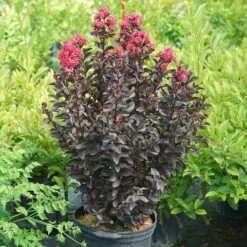 Center Stage® Pink Crapemyrtle -Great Garden Plants Shop center stage pink crapemyrtle 5 sw