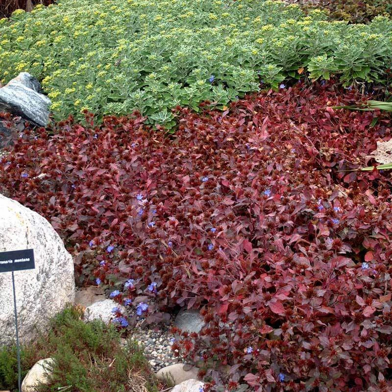 Hardy Plumbago Hardy Plumbago -Great Garden Plants Shop ceratostigma plumbaginoides plumbago 2 sw