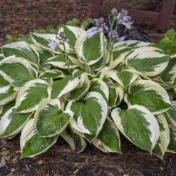 'Patriot' Hosta -Great Garden Plants Shop cfeeadbcfa09906c53303e308a61b5cf